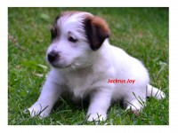 /album/jackrus-jackrussell/jackrus-joy-29-7-jpg1/